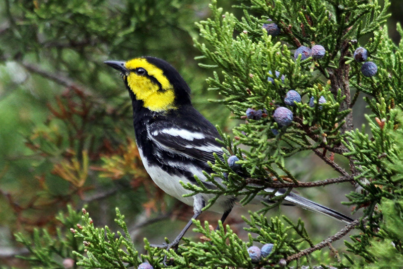 IMG_0297a Golden-cheeked Warbler.jpg