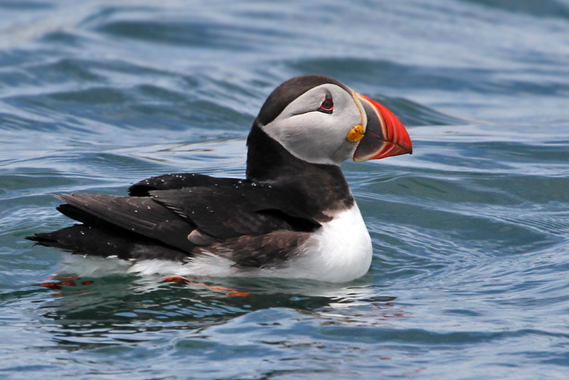 IMG_7973 Atlantic Puffin.jpg