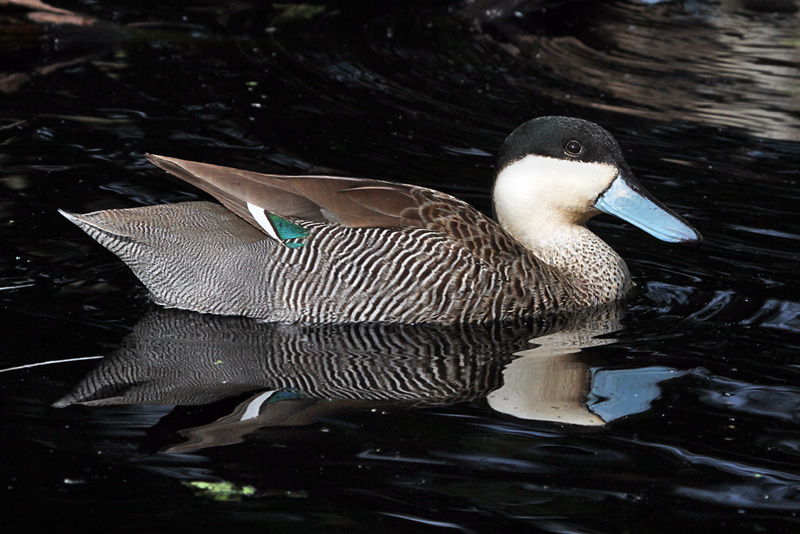 IMG_0519 Puna Teal.jpg