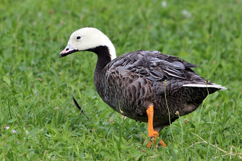 IMG_0883 Emperor Goose.jpg