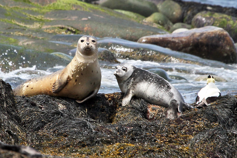 IMG_7895a Seals.jpg