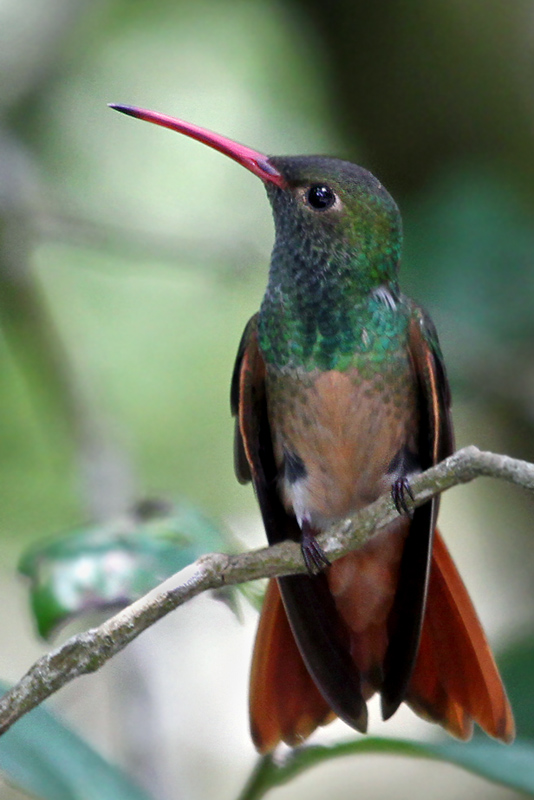 IMG_1484a Buff-bellied Hummingbird.jpg