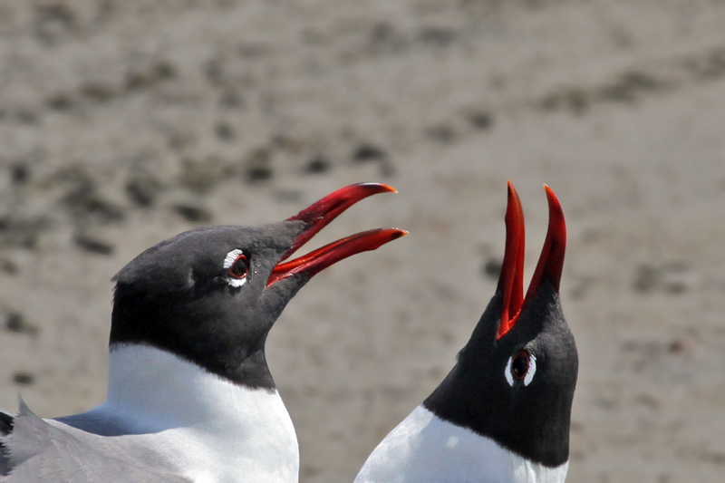 IMG_2709a Laughing Gulls.jpg