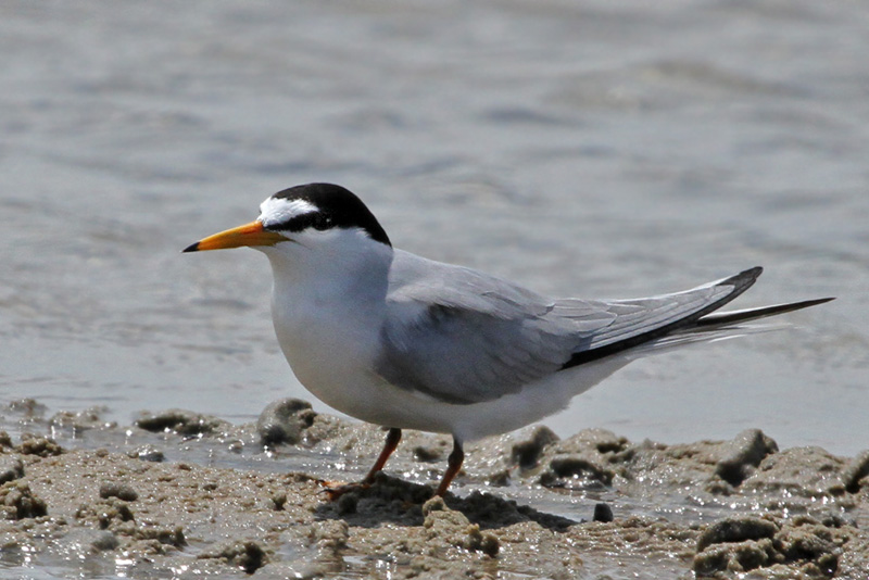 IMG_2630a Least Tern.jpg