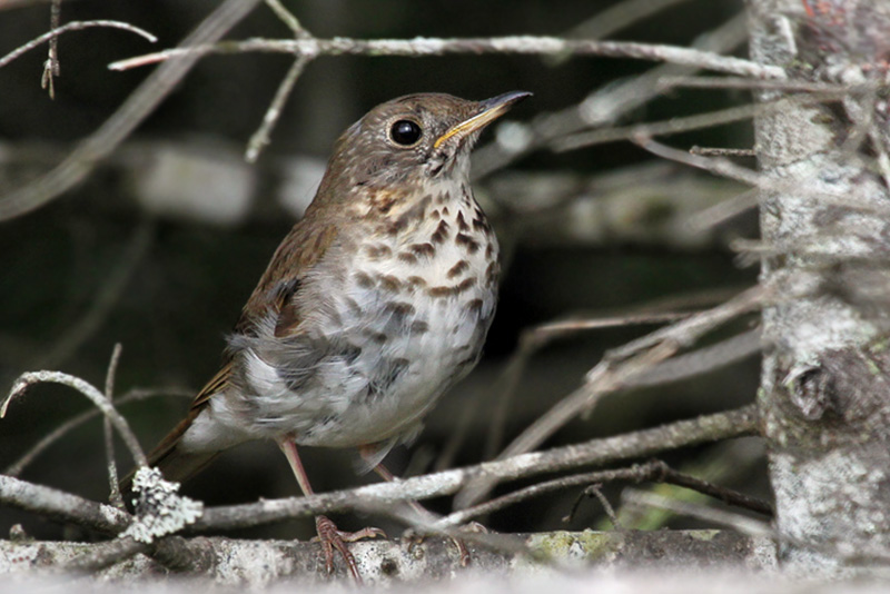 IMG_6931 Bicknells Thrush.jpg