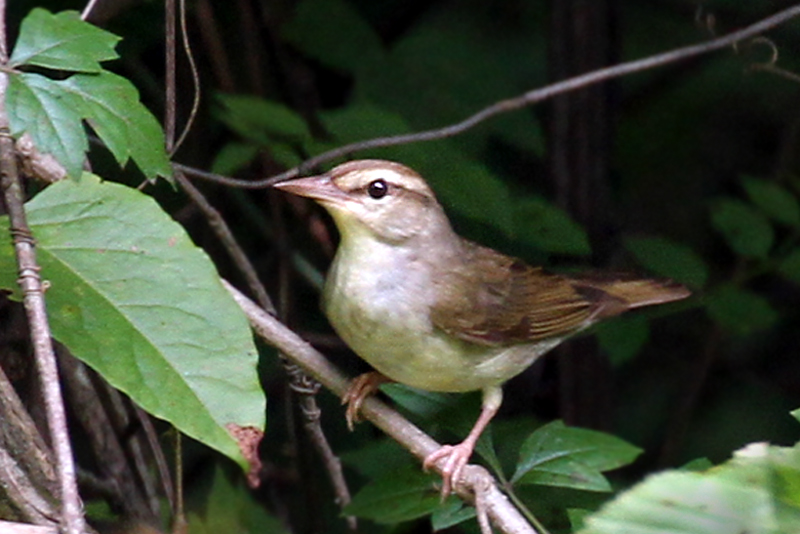 IMG_6866a Swainsons Warbler.jpg