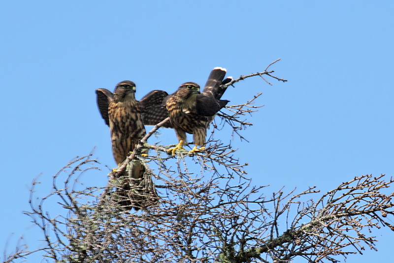 IMG_0762a Merlins.jpg