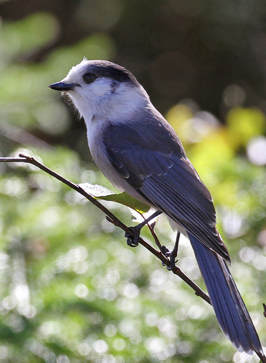 IMG_8145b Gray Jay.jpg