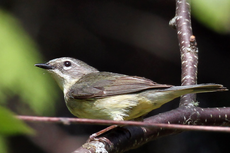 IMG_5195a Black-throated Blue Warbler female.jpg