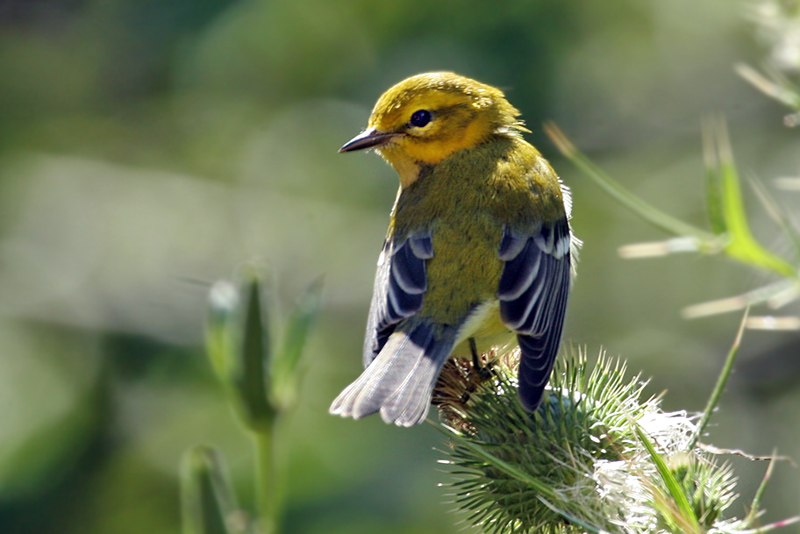 IMG_0877a Black-throated Green Warbler.jpg