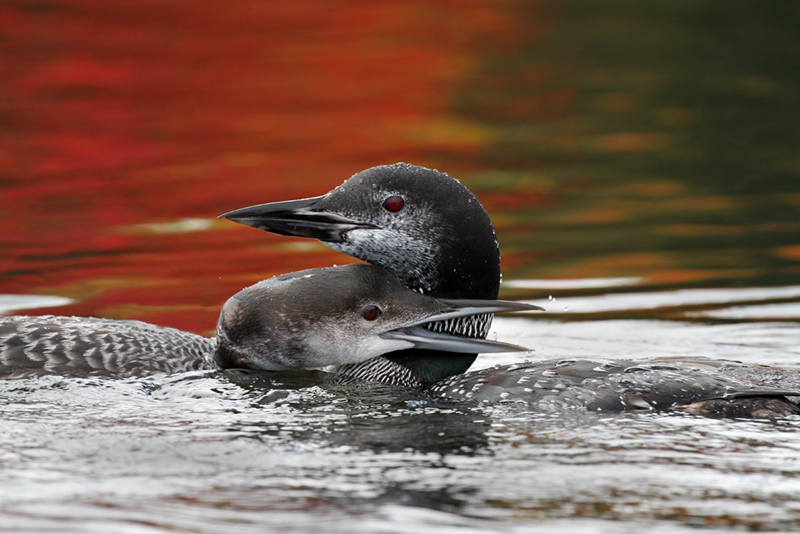 IMG_4352a Common Loons.jpg