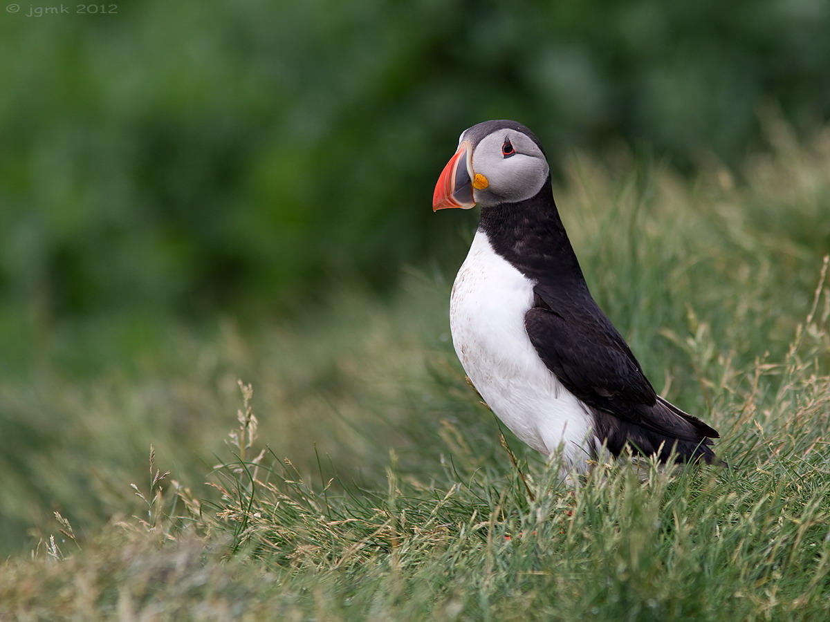 Papegaaiduiker/Puffin