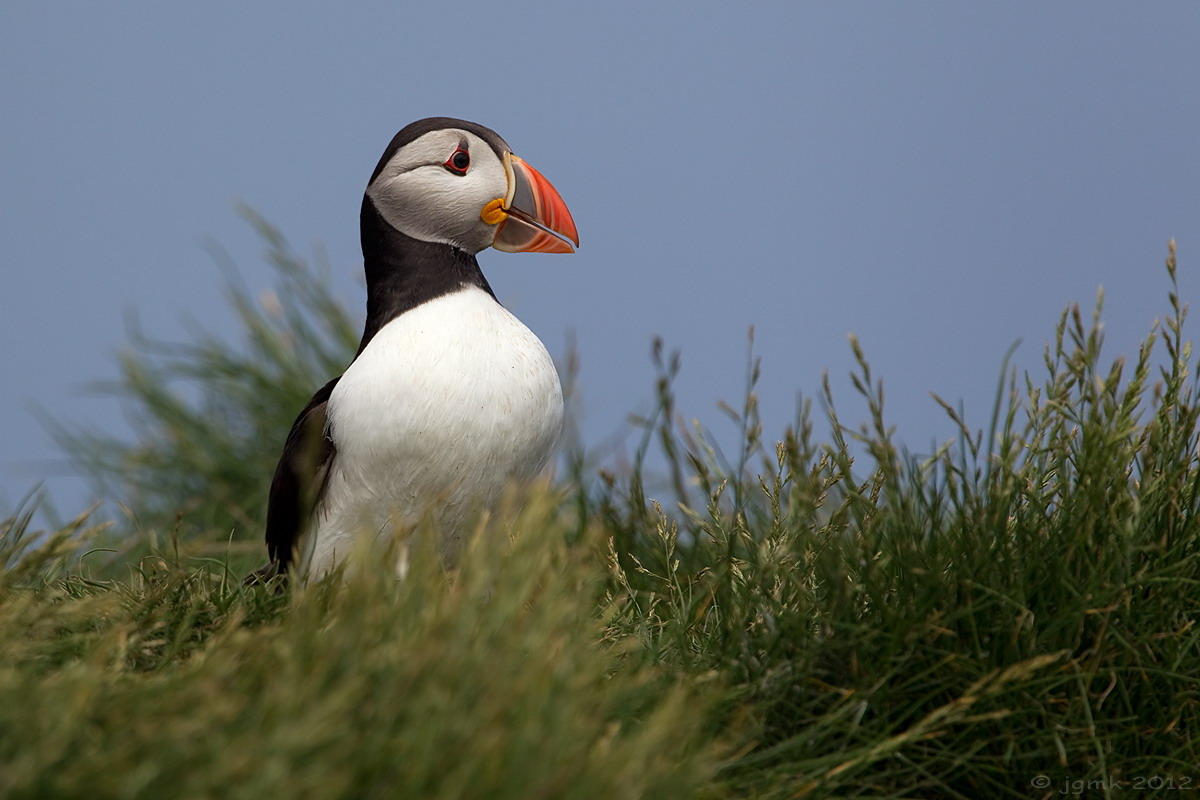 Papegaaiduiker/Puffin