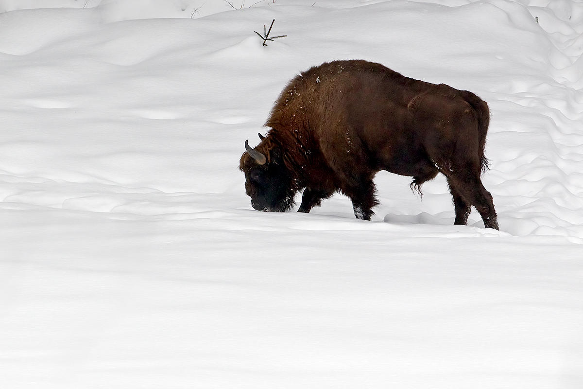 Wisent