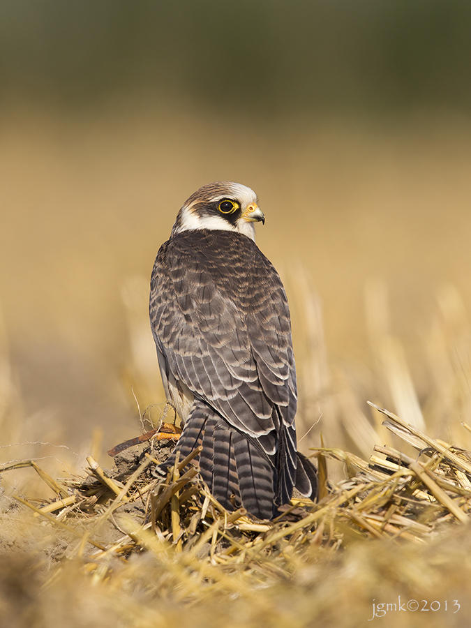 Roodpootvalk/Red-footed falcon