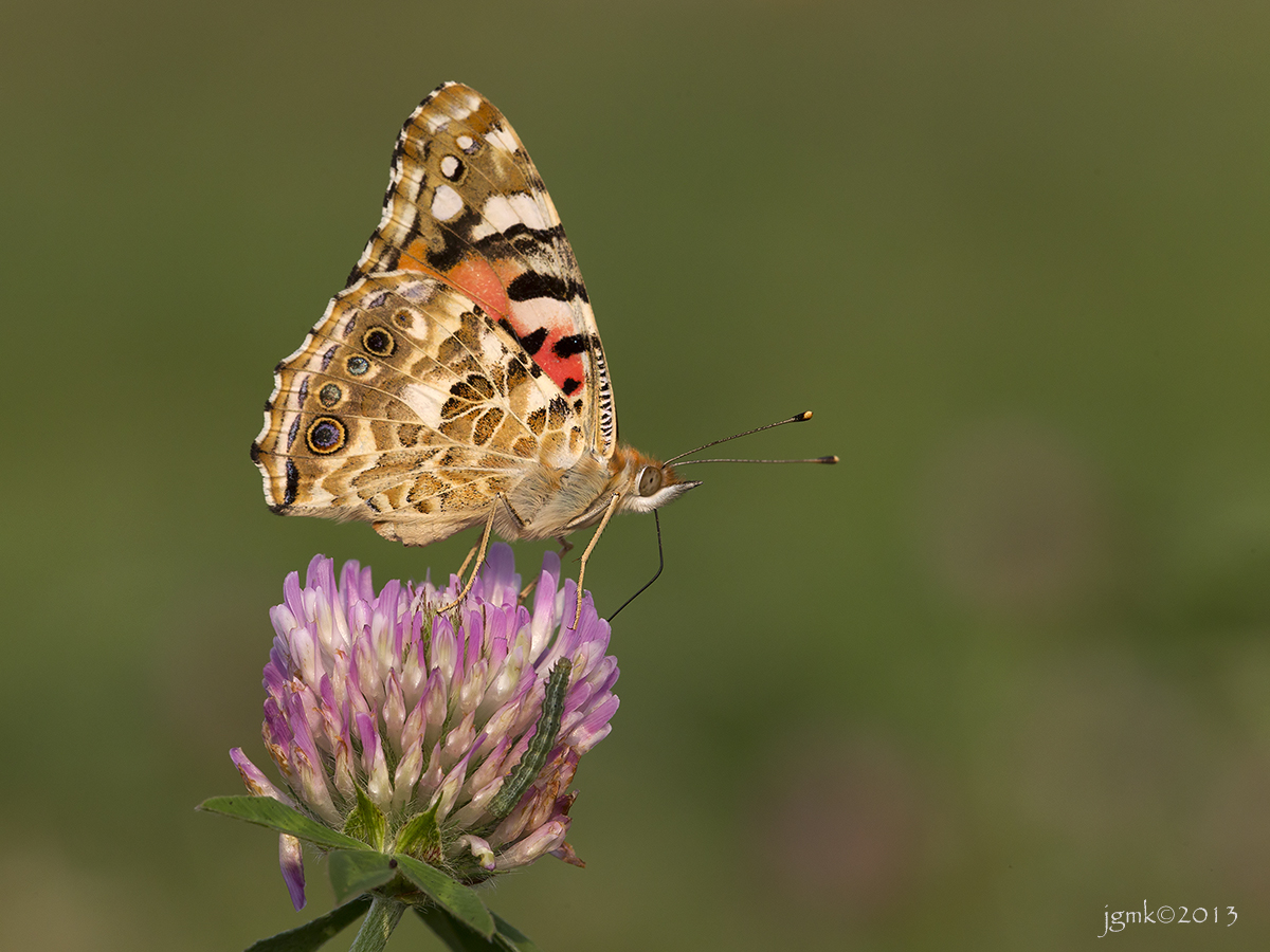 Distelvlinder/Vanessa cardui