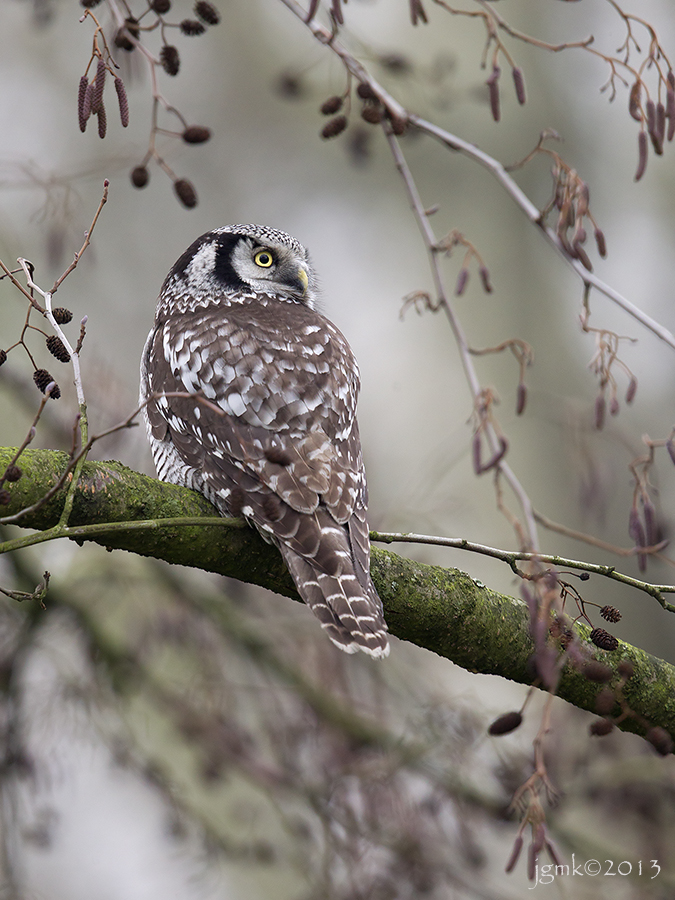 Sperweruil/Northern hawk-owl