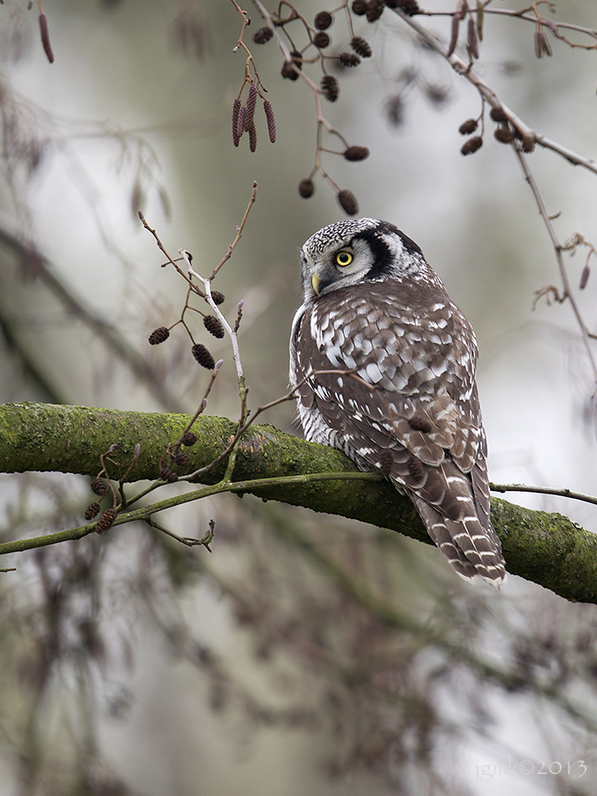 Sperweruil/Northern hawk-owl