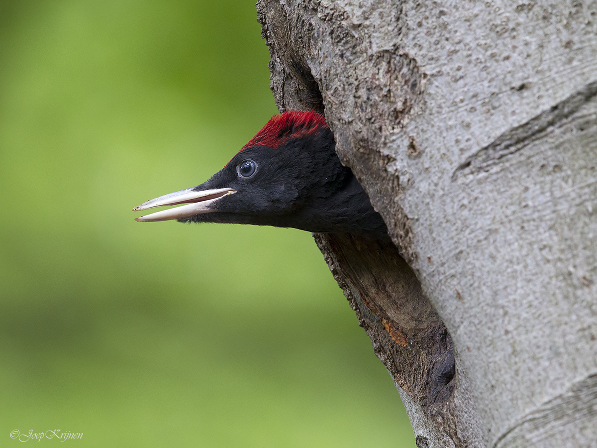 Zwarte specht/Black woodpecker