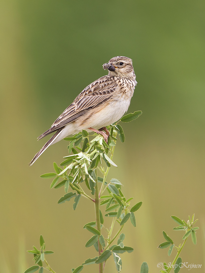 Veldleeuwerik/Skylark