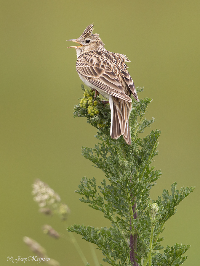 Veldleeuwerik/Skylark