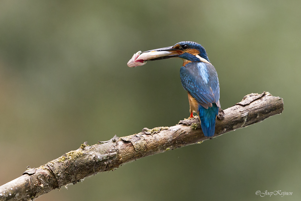 IJsvogel/Kingfisher