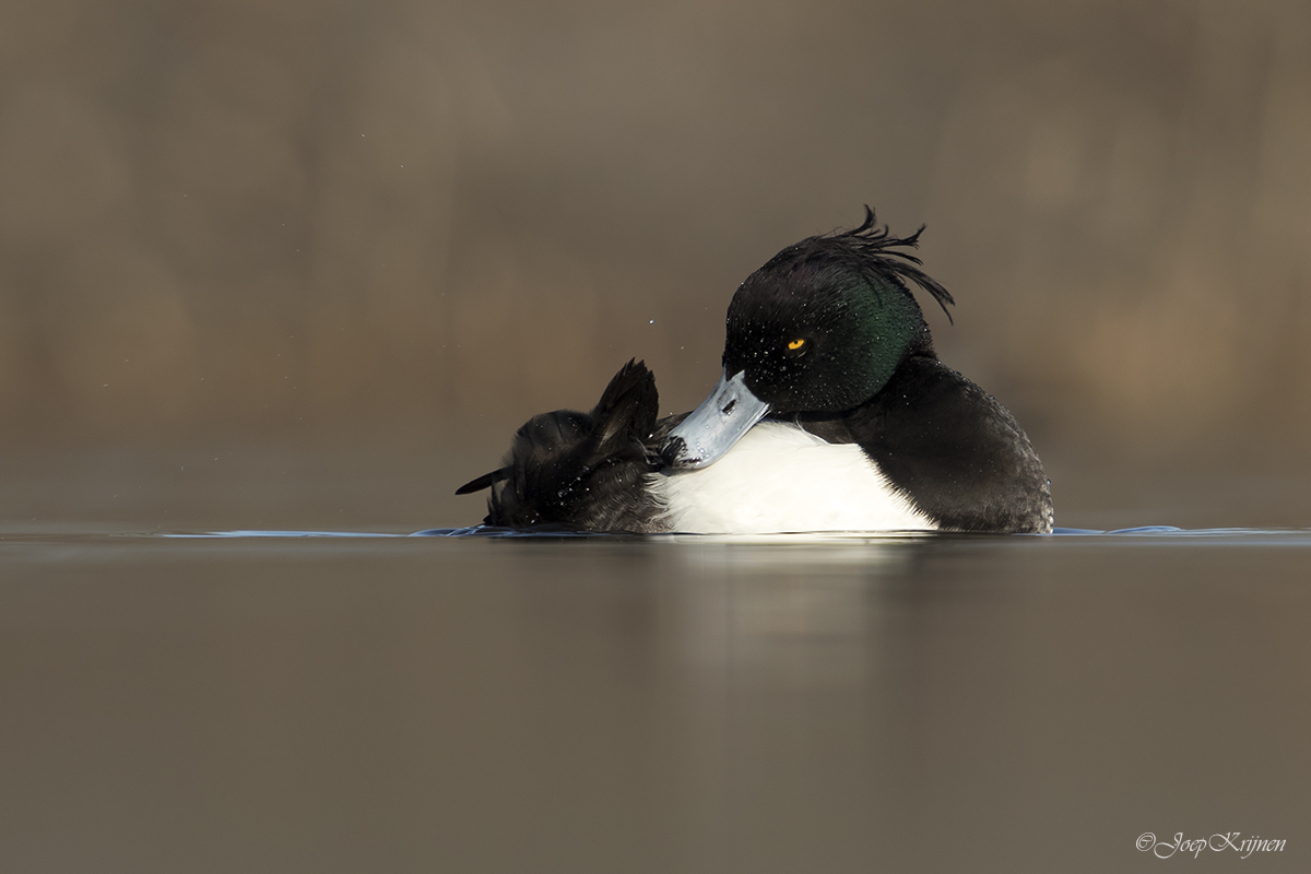 Kuifeend/Tufted duck