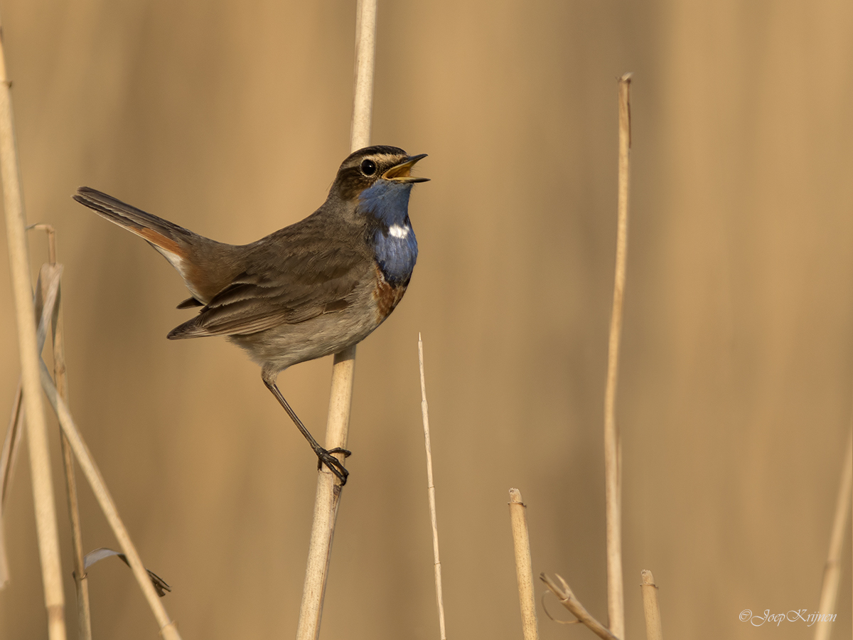 Blauwborst/Bluetroath