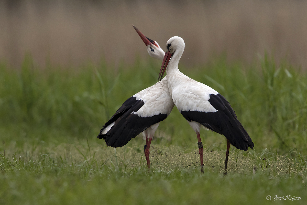 Ooievaar/White stork
