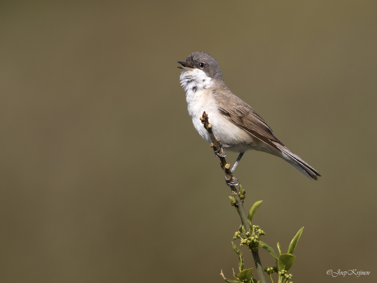 Braamsluiper/Lesser whitethroat