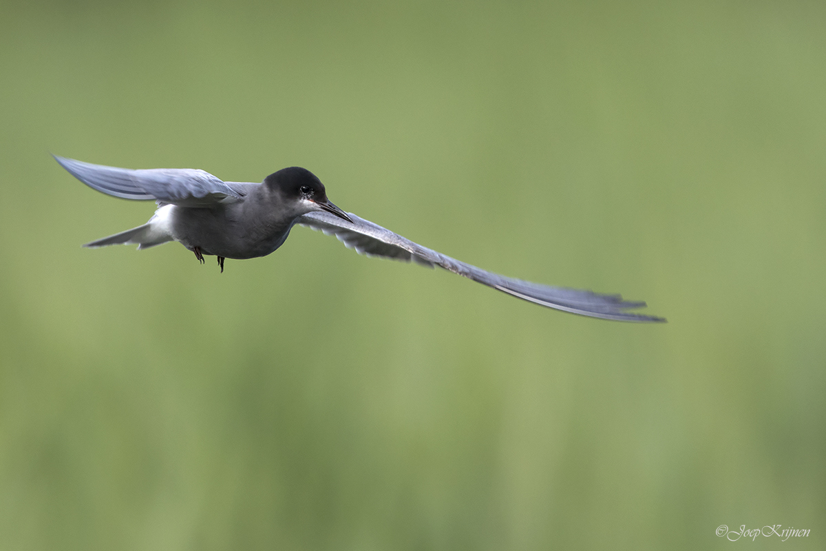 Zwarte stern/Black tern