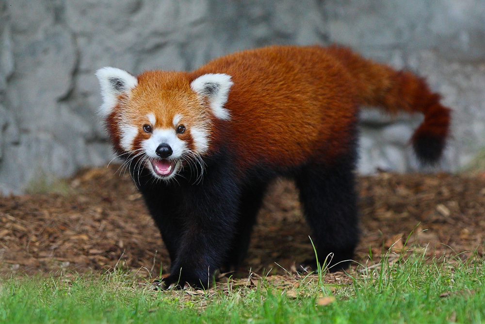 Red Panda
