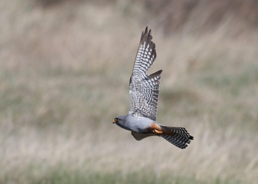 Red-footed Falcon (Falco vespertinus) - aftonfalk