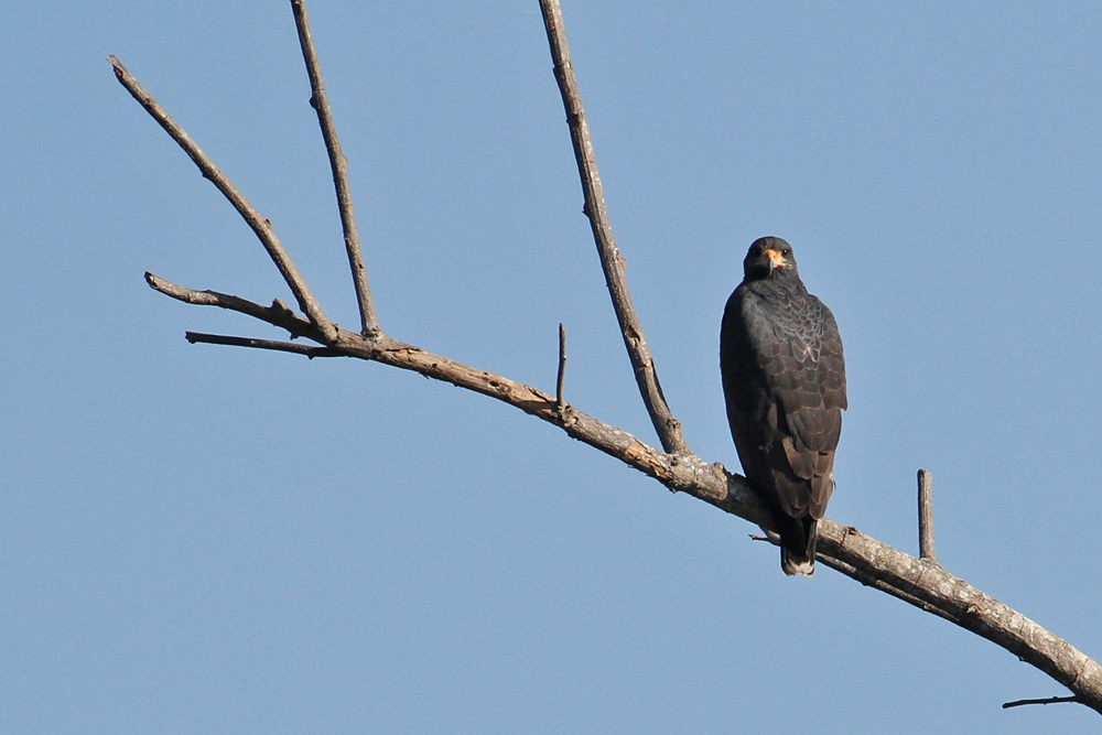 Common Black Hawk (Buteogallus anthracinus)