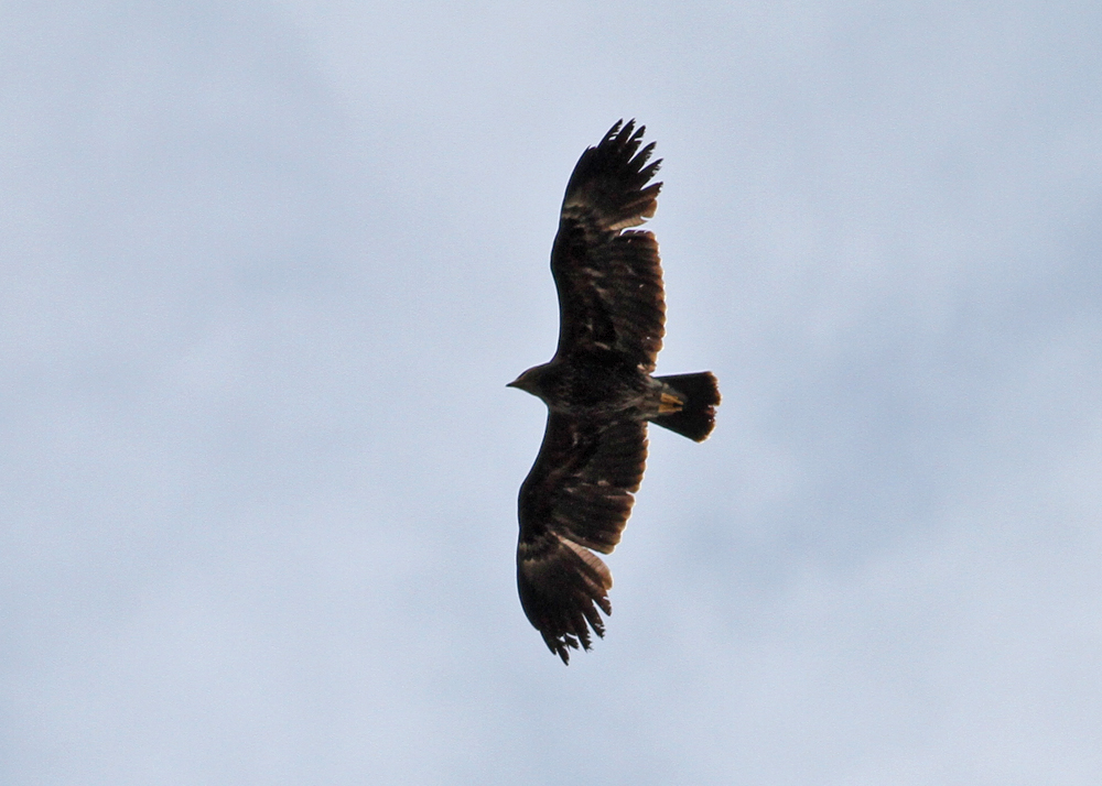 Greater Spotted Eagle (Clanga clanga) - Strre Skrikrn