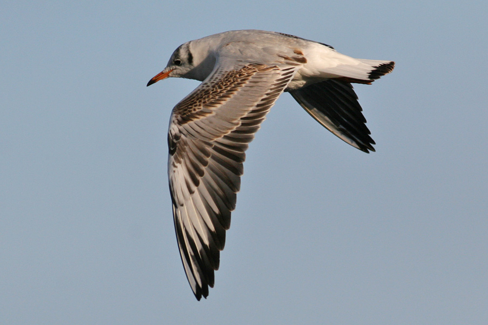 Black-headed Gull (Larus ridibundus) - skrattms