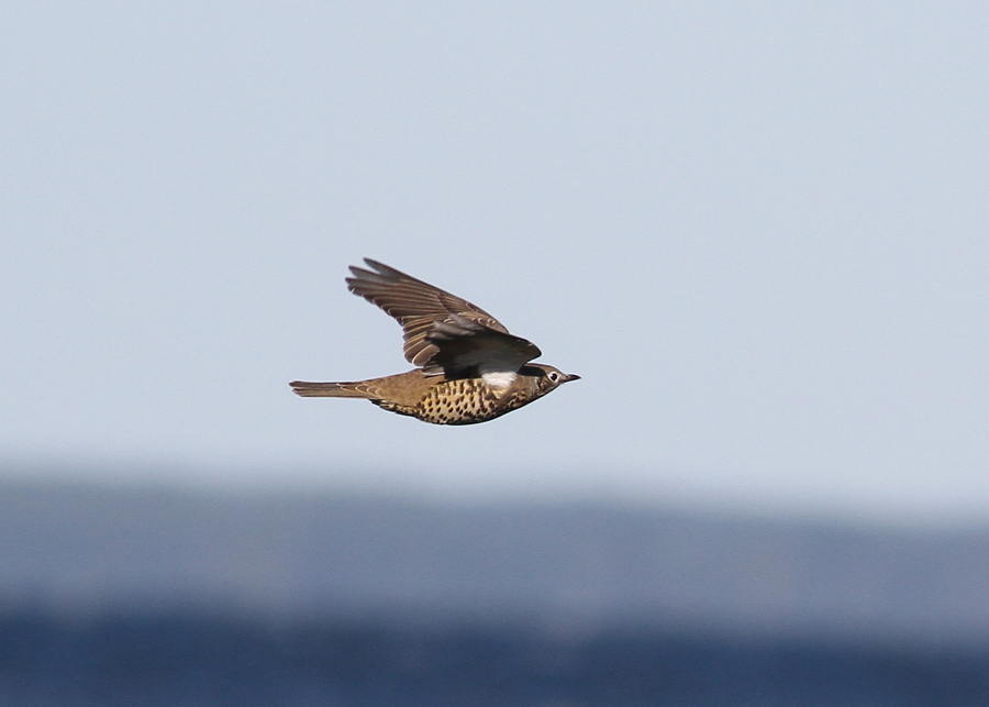 Mistle Trush (Turdus viscivorus) - dubbeltrast