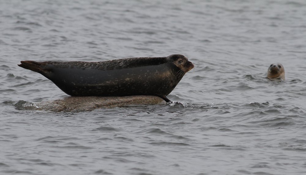 Harbor Seal (Phoca vitula) - knubbsl