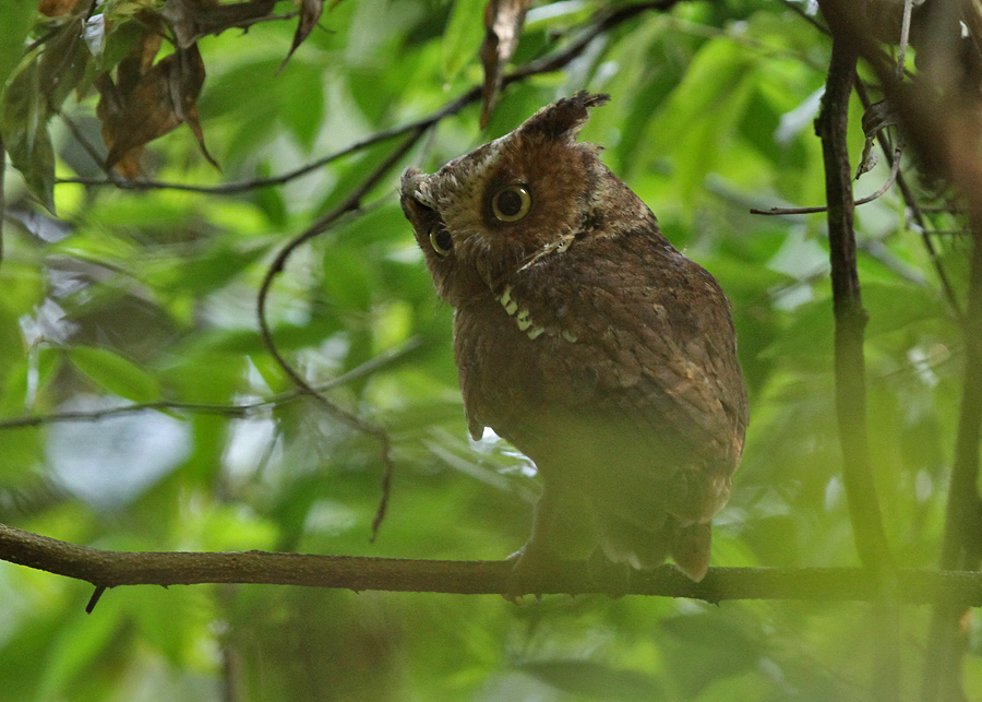 Mountain Scops Owl (Otus spilocephalus hambroecki)