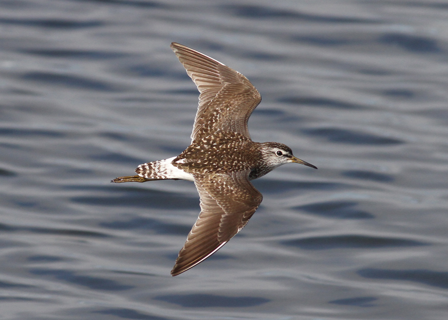 Wood Sandpiper (Tringa glareola) - grnbena