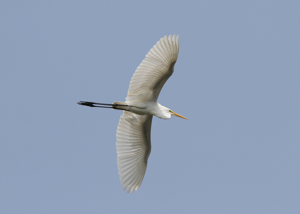 Great Egret (Ardea alba) - gretthger