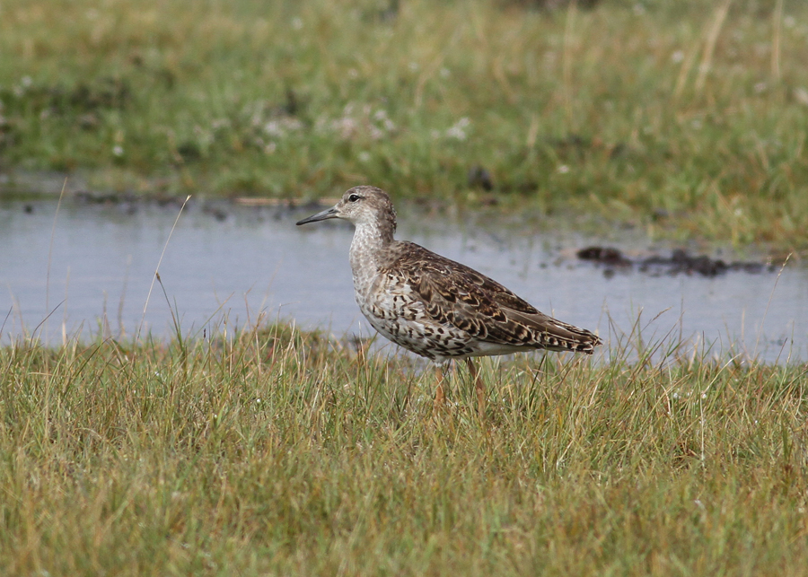 Ruff (Philomachus pugnax) - brushane