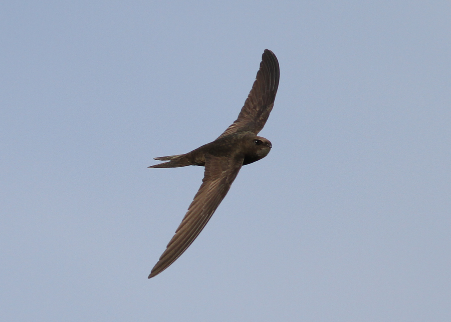 Common Swift (Apus apus) - tornseglare