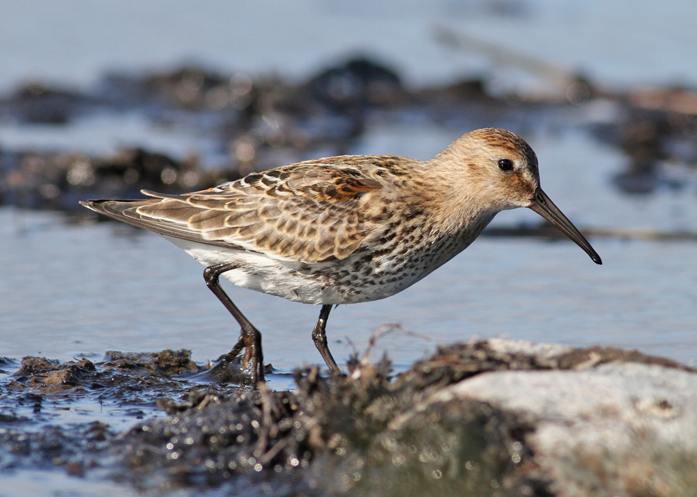 Dunlin (Calidris alpina) - krrsnppa