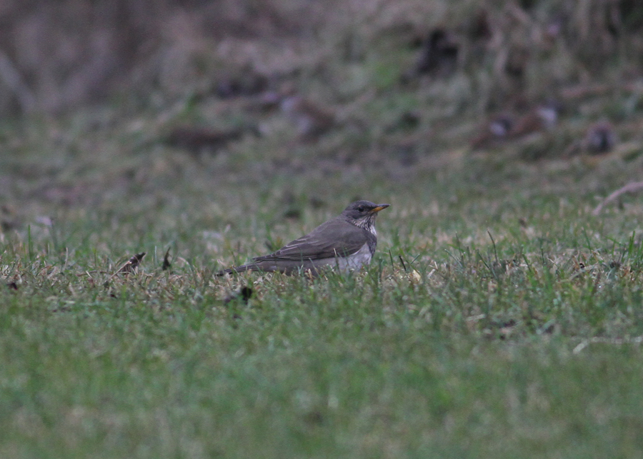 Black-throated Thrush (Turdus atrogularis) - Svarthalsad trast