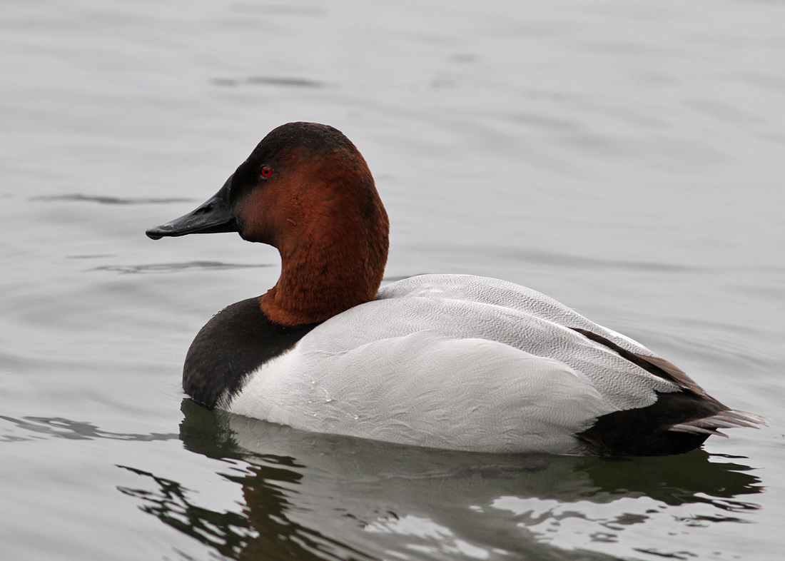 Canvasback (Aythya valisineria) - svartnbbad brunand