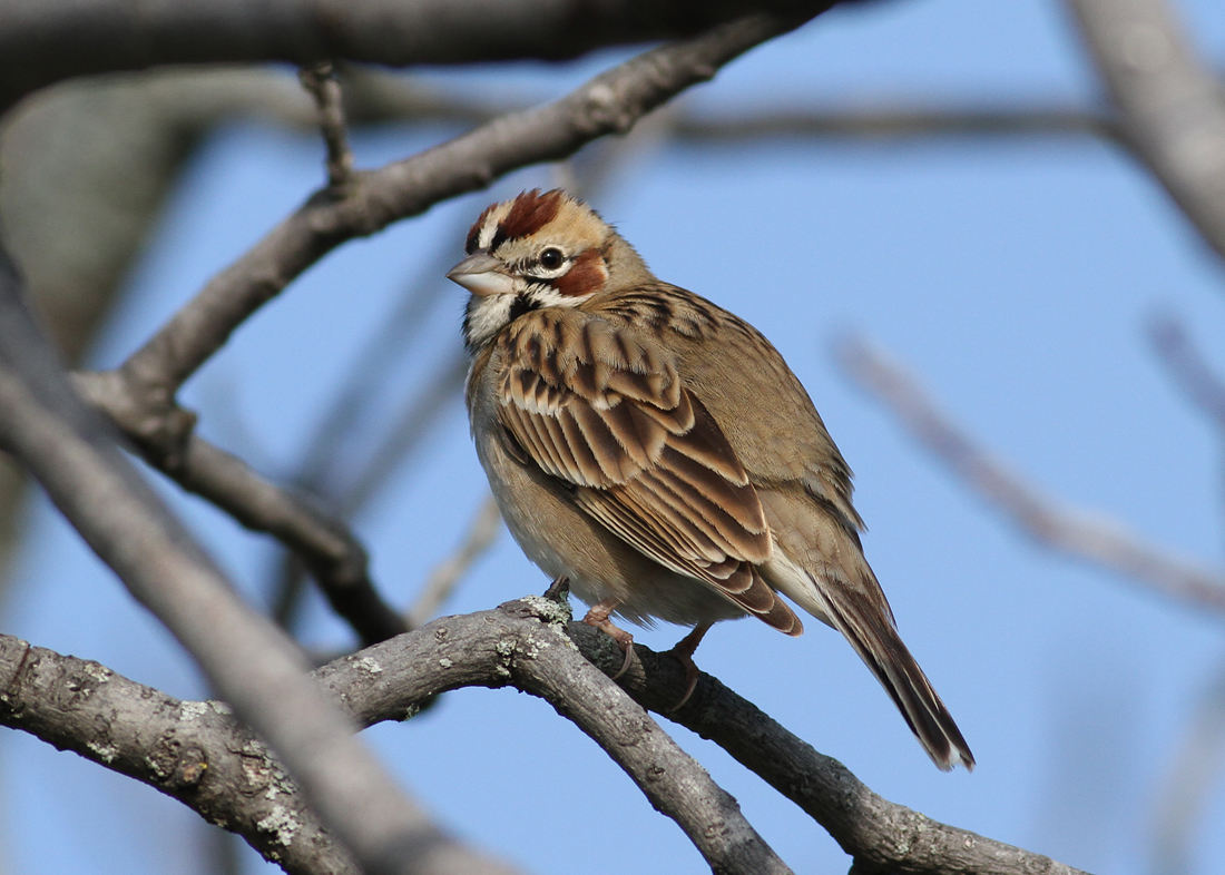 Lark Sparrow (Chondestes grammacus)