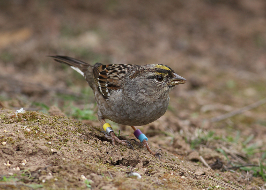 Golden-crowned Sparrow (Zonothrichia atricapilla) - gulkronad sparv