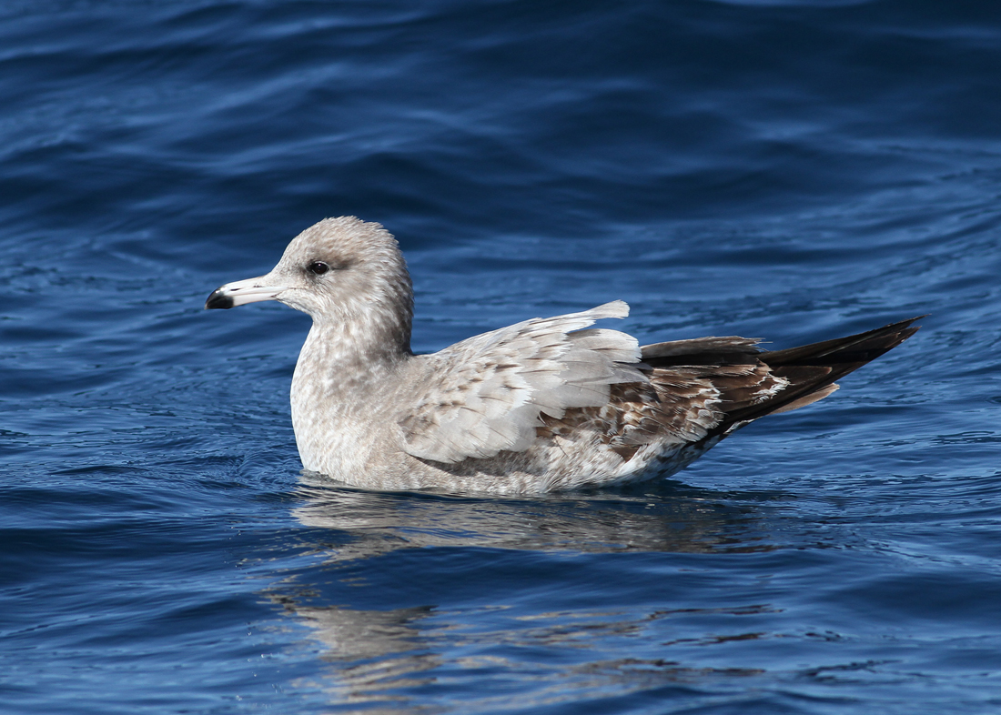 California Gull (Larus californicus) - prrietrut