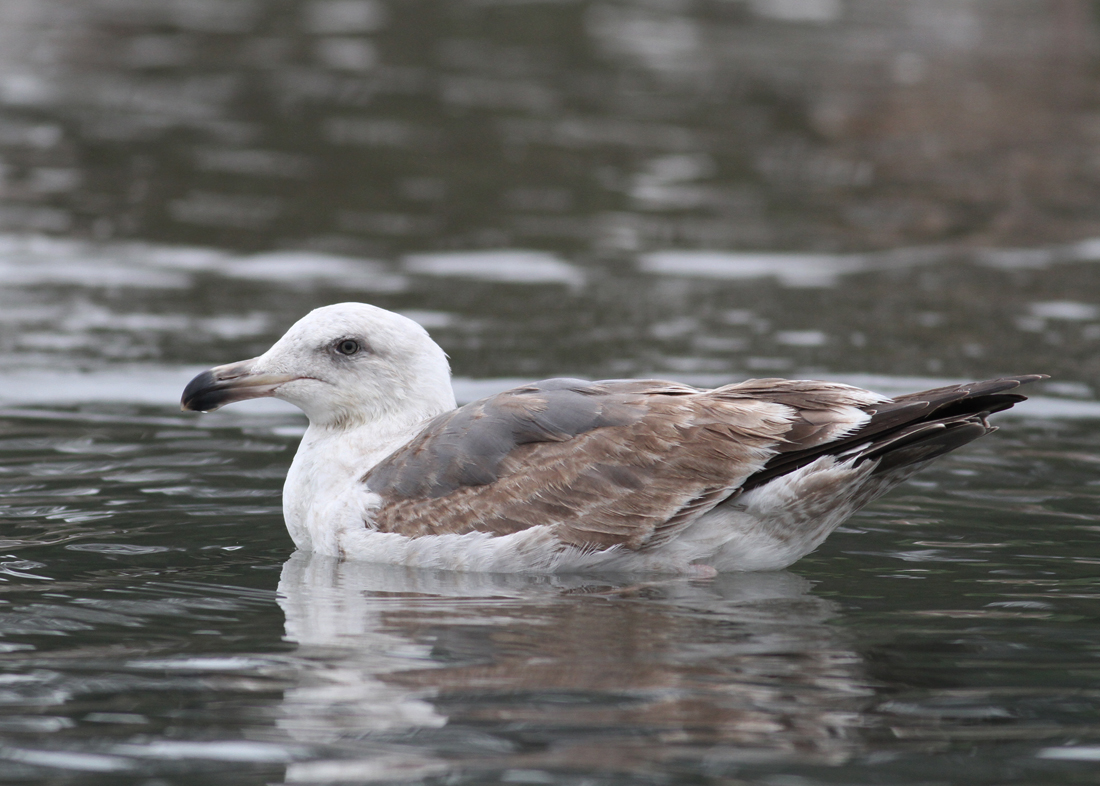 Western Gull (Larus occidentalis) - vsttrut